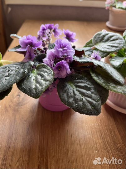 Комнатные цветы