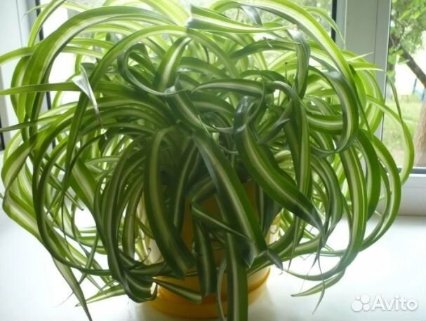 Хлорофитум бонни