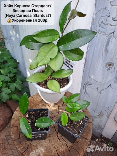 Хойя,Санса,хедера,Герань,Шеффлера,Каланхоэ,Алоэ