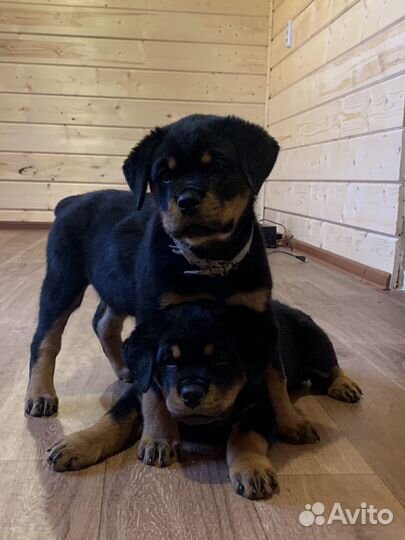 Щенки ротвейлера продажа