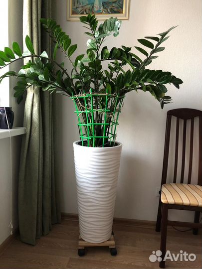 Замиокулькас.высота около 1 метр