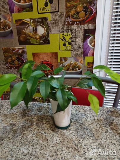 Фикус бенджамина