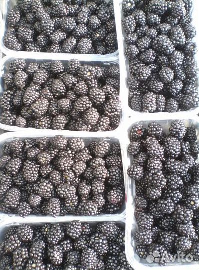 Крупная ежевика, ящик