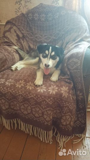 Девочка, 6 месяцев