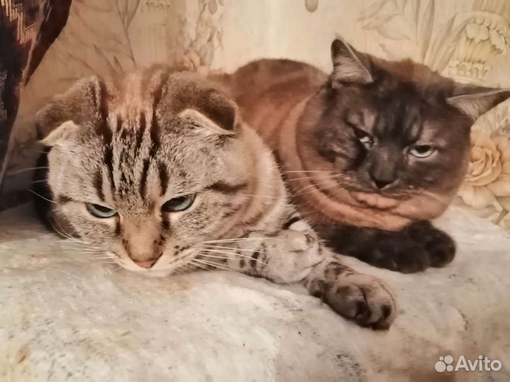 Кошка в дар бесплатно