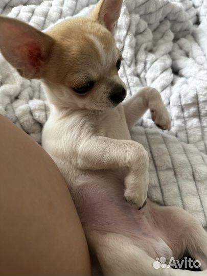 Чихуахуа мини мальчик