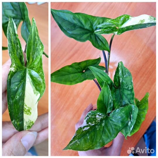 Комнатные растения/цветы (неприхотливые)