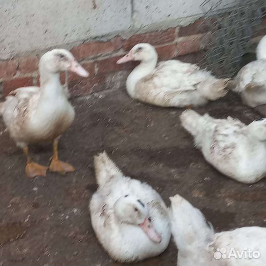 Утята, гусята, муларды