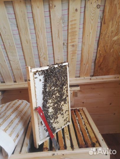 Обслуживание вашей пасеки пчеловод