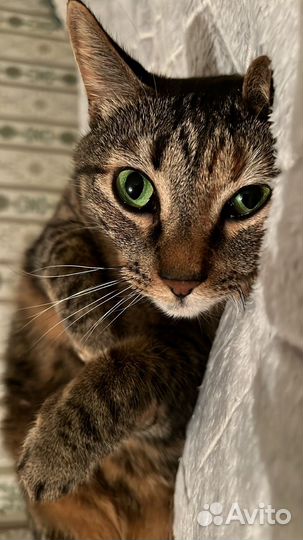 Кошка в хорошие руки