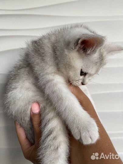 Белый котенок с голубыми глазами