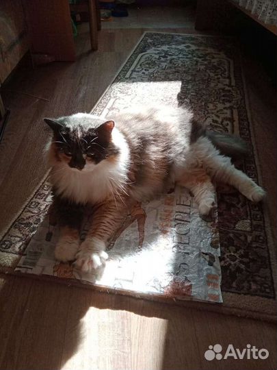 Кошки