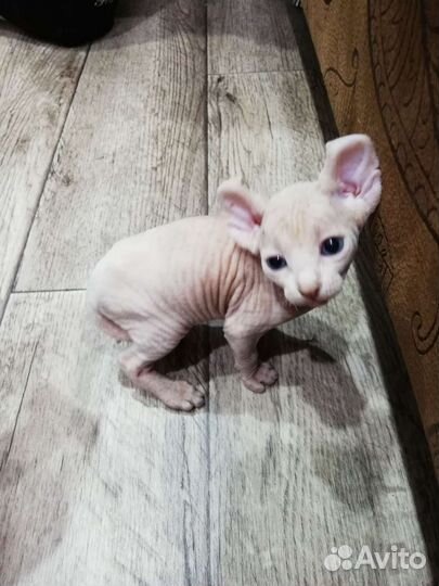 Канадский сфинкс эльф