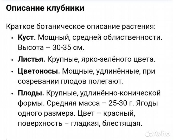 Рассада клубники альба