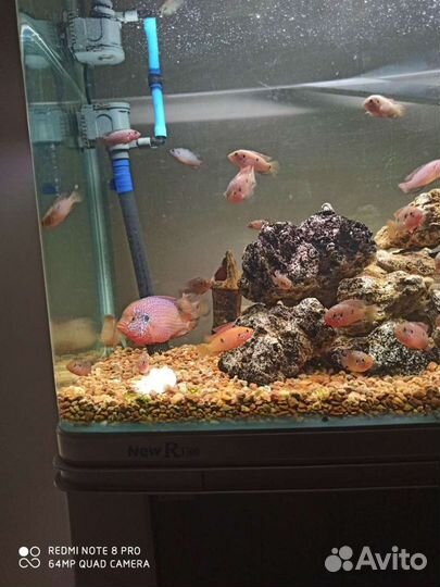 Аквариумные рыбки