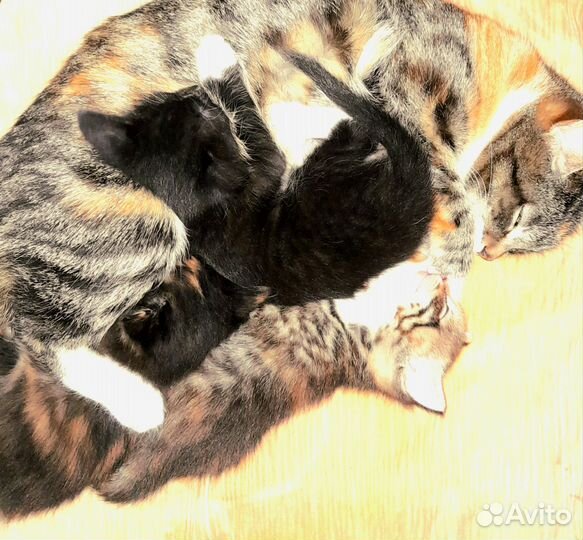 Отдам котят