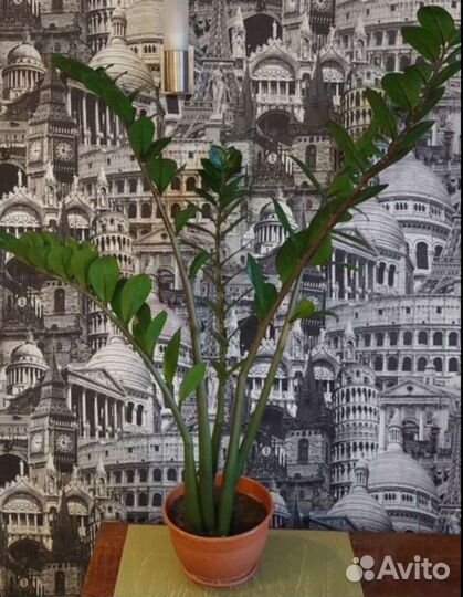 Комнатные цветы (разные)