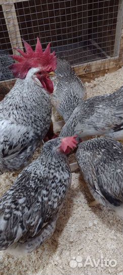 Инкубационное яйцо Борковская Барвистая/ Цыплята