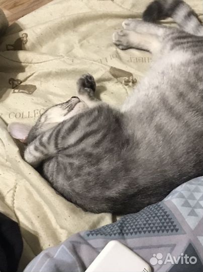 Кошка в добрые руки