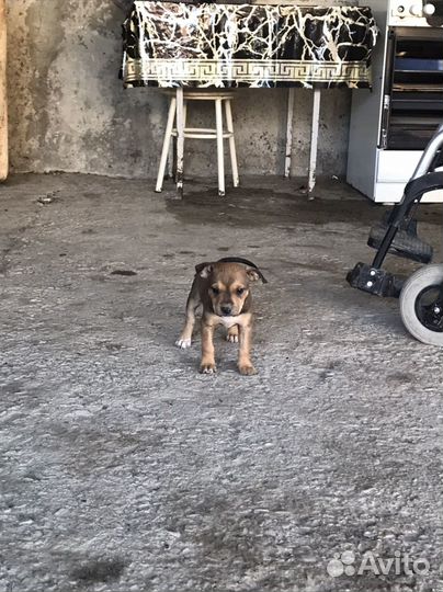 Питбультерьер