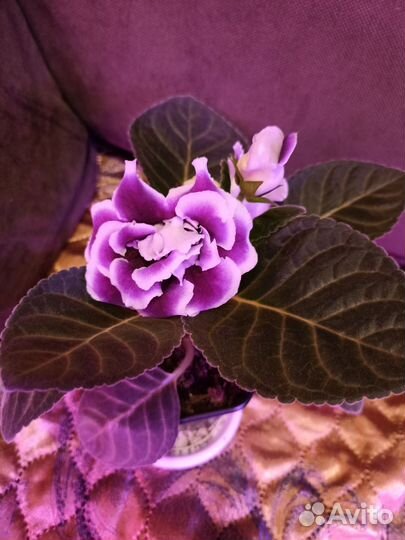 Глоксинии(некоторые цветущие) и др. цветы