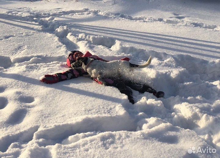 Передержка животных, зооняня, выгул собак