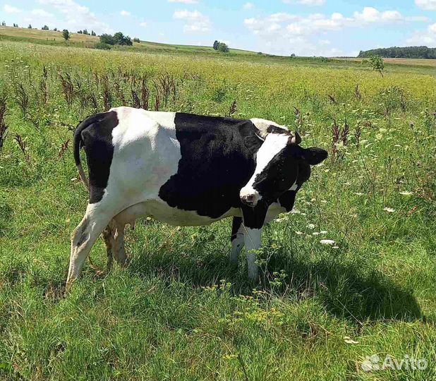 Коровы тельные