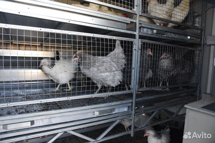 Курятник для кур-несушек трёхъярусный