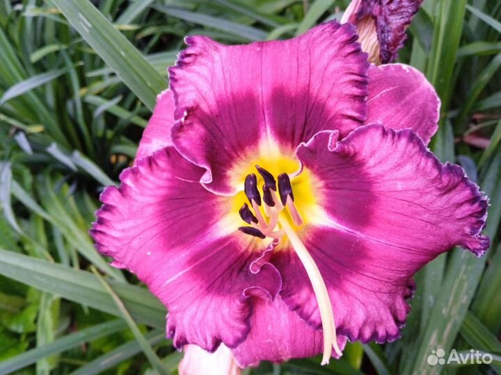 Продаю сортовые лилейники, пионы, печеночницы