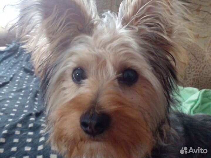 Щенок 6 месяцев