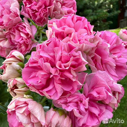 Пеларгония Eva Fly