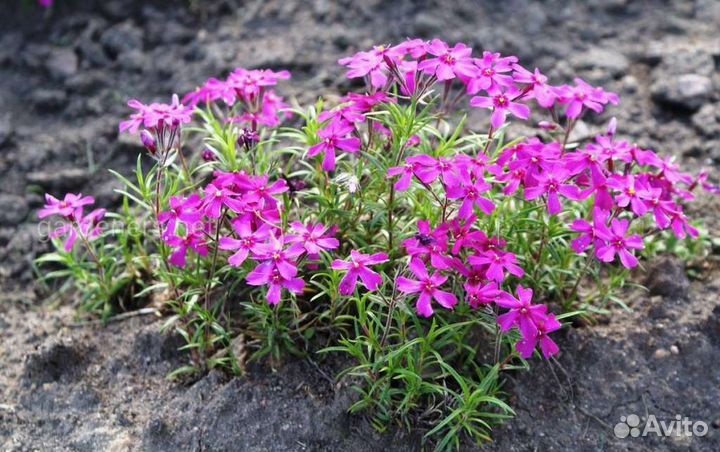 Колокольчик персиколистный белый