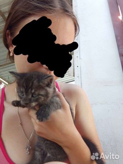 Котята