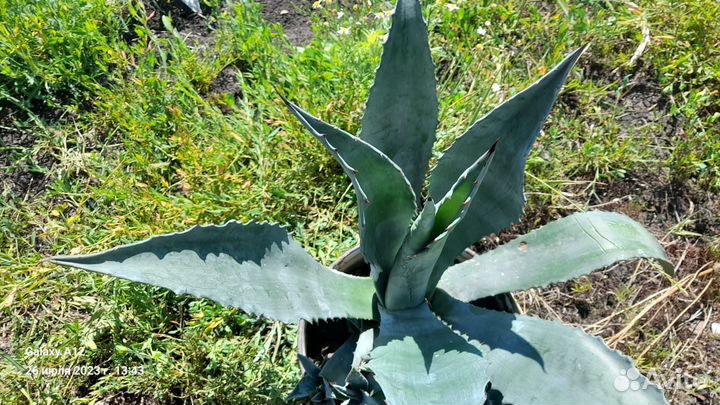 Агава голубая,эухарис спотифилиум кислица