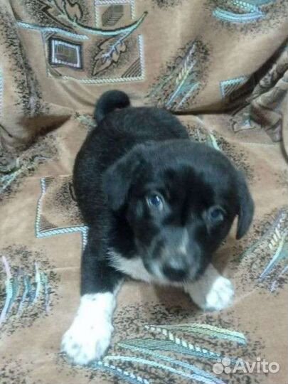 Отдам щенка в добрые руки