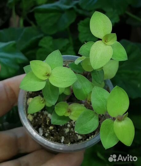 Каллизия (6 видов), гибасис (2 вида)