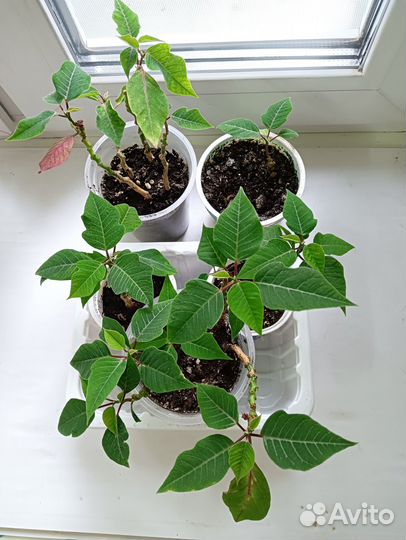 Пуансеттия