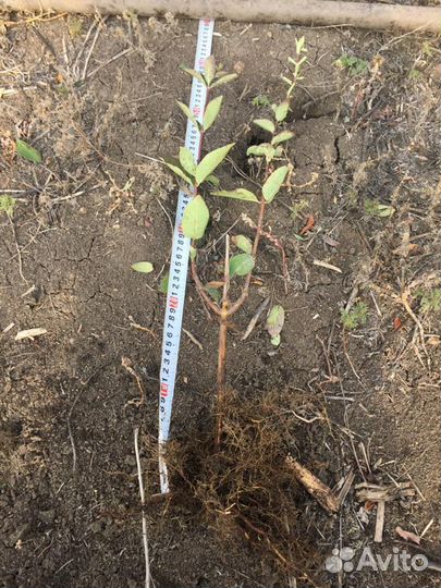 Саженцы жимолости оптом