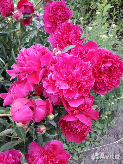 Пионы саженцы