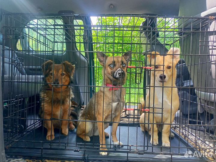 Зоотакси, перевозка животных, доставка животных