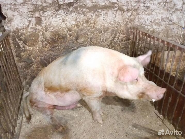 Хряк на племя