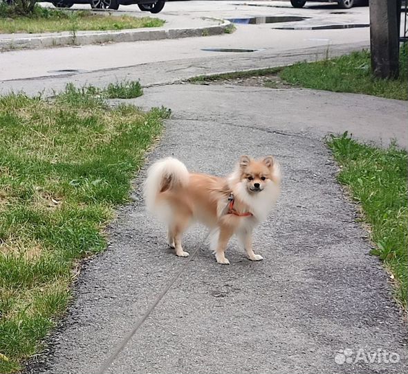 Вязка