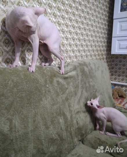 Канадский сфинкс