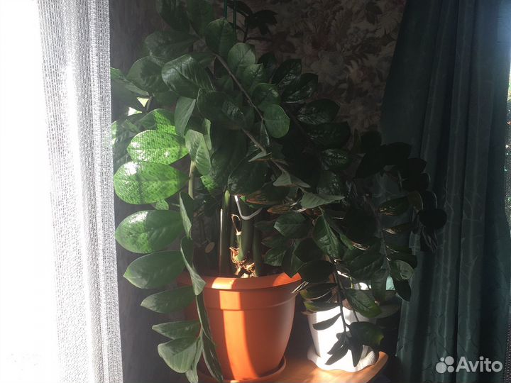 Замиокулькас