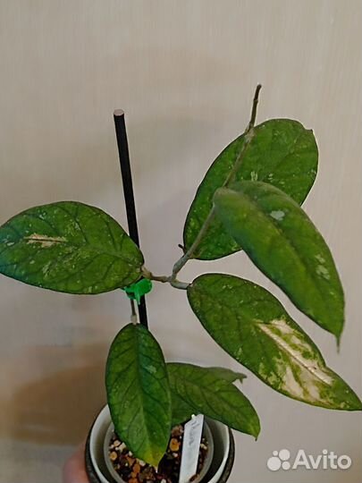 Хойя взрослая