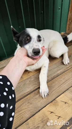 Молодая собака в добрые руки