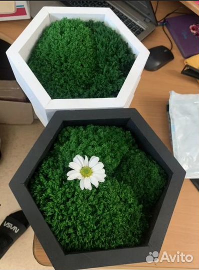 Мох для декора помещений ягель кочки