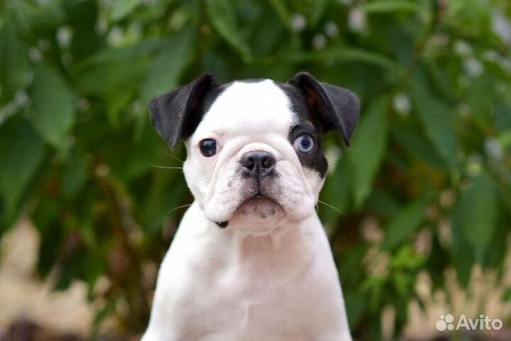Бостон терьер девочка