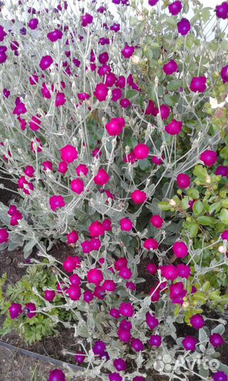 Цветы для сада