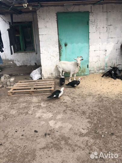 Коза дойная молочная поросята